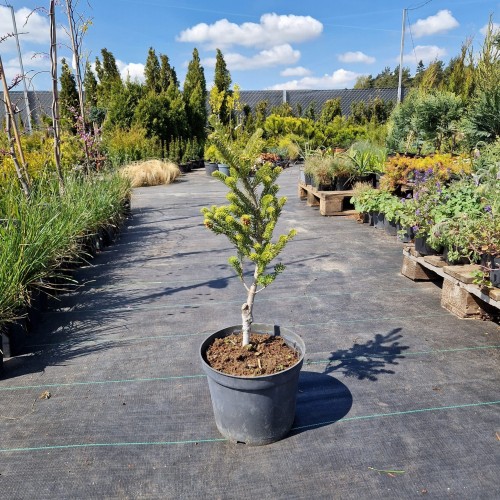 Jodła pospolita Pyramidalis szczepiona na pniu