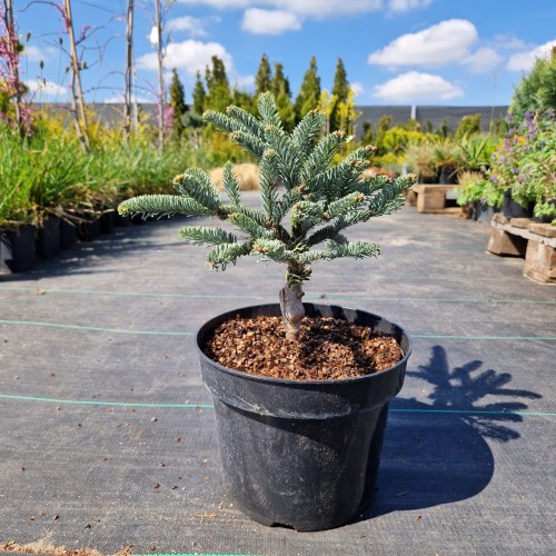 Jodła szlachetna ‘Glauca’