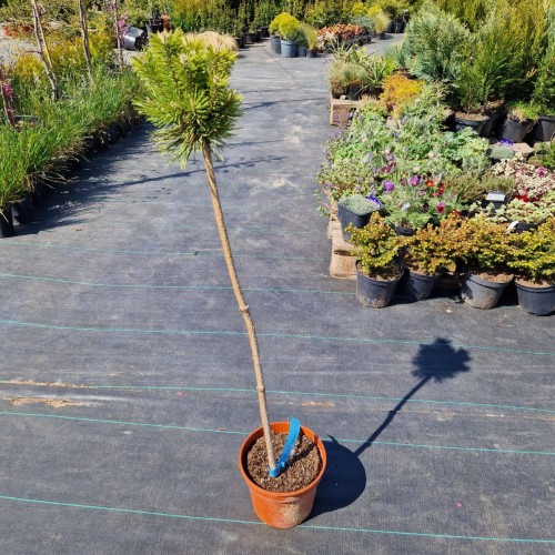 Sosna gęstokwiatowa ‘Low Glow’ na pniu