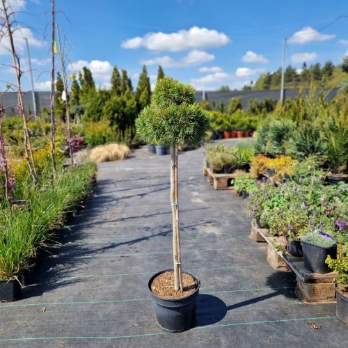 Sosna kosodrzewina Benjamin na pniu