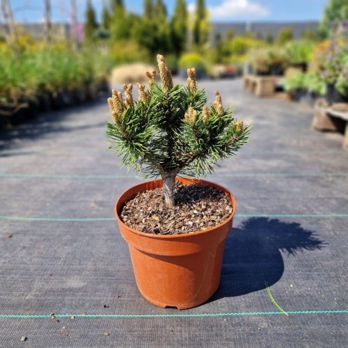 Sosna kosodrzewina ‘Benjamin’