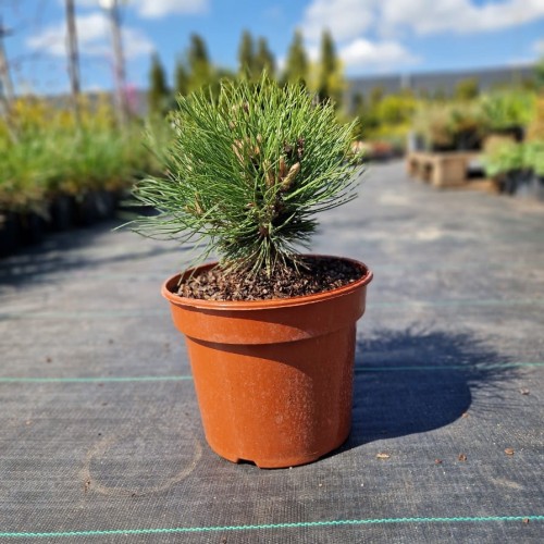 Sosna czarna Marie Bregeon