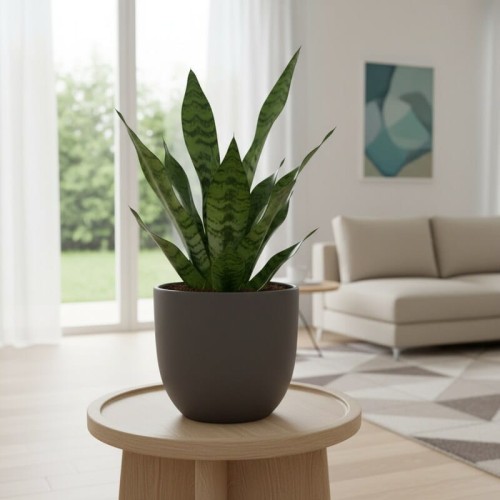 Sansewieria ‘Musica’