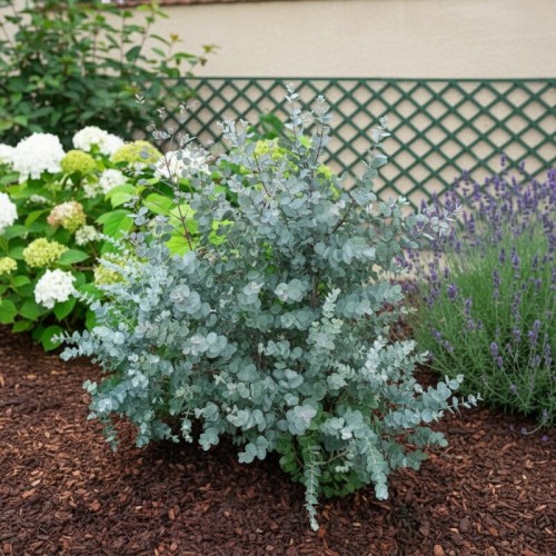 Eukaliptus ‘Gunii’