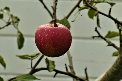 Jabłoń Red Boskop C4