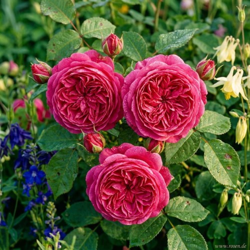 Róża wielokwiatowa Cherry Rose na pniu