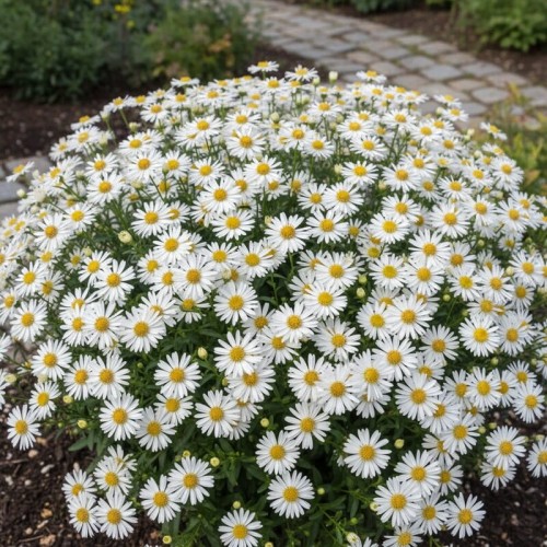 Aster Żeniszkowaty Ashvi