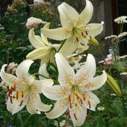 Lilia tygrysia 'Sweet Surrender'