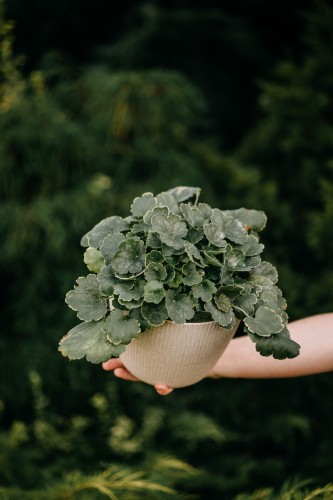 3f5cb482f0b8c6daea737e67146e7662.jpg