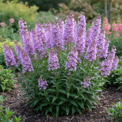Penstemon Chacha Lavender