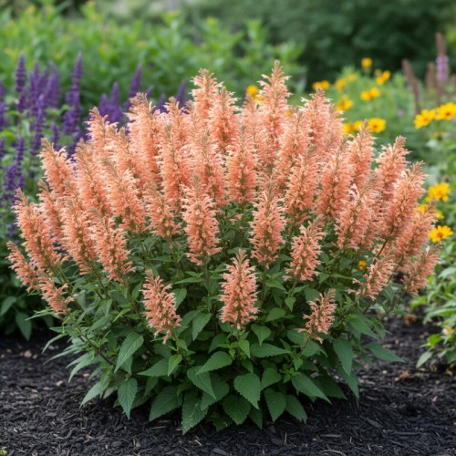 Kłosowiec mieszańcowy 'Peach Pearl'