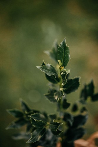 ostrokrzew-Merservae-Ilex-merservae-zielonapara-zielona-para-sadzonka-0704.jpg