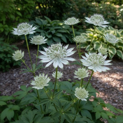 Jarzmianka większa Involucrata 'Shaggy'