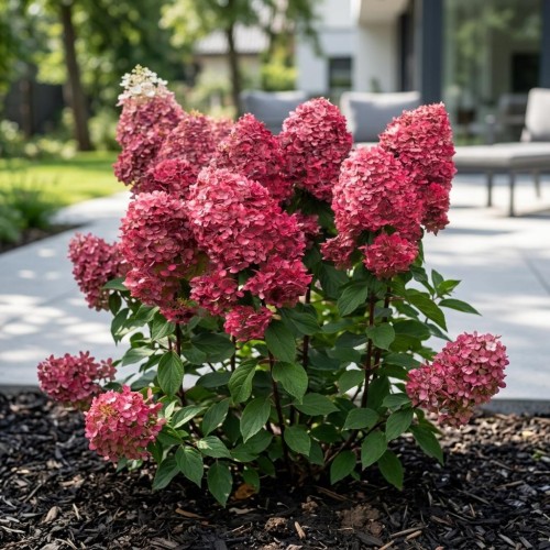 Hortensja bukietowa Queen Mount Rose