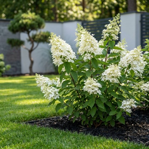 Hortensja bukietowa Prime White