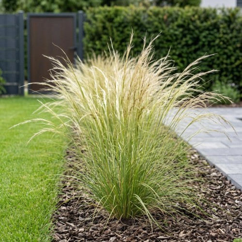 Ostnica (Stipa) Palomino