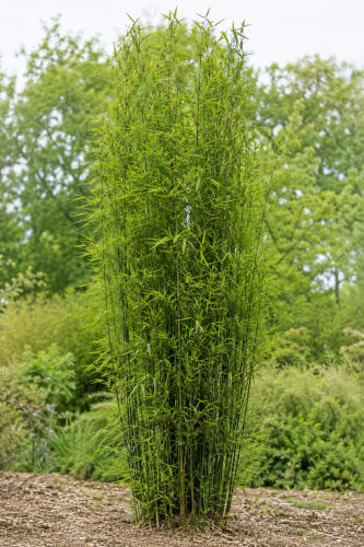 Fargezja ‘Obelisk’