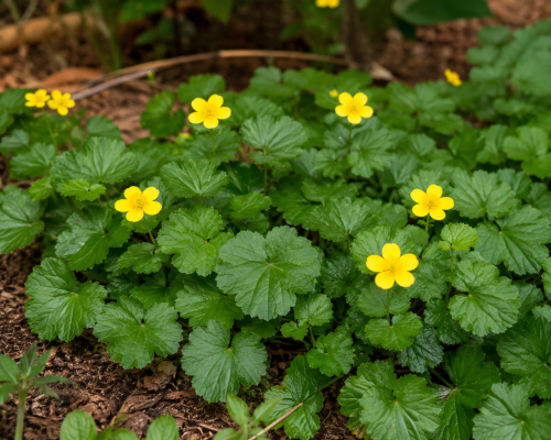 Pragnia-syberyjska-Waldsteinia-ternata-sadzonka