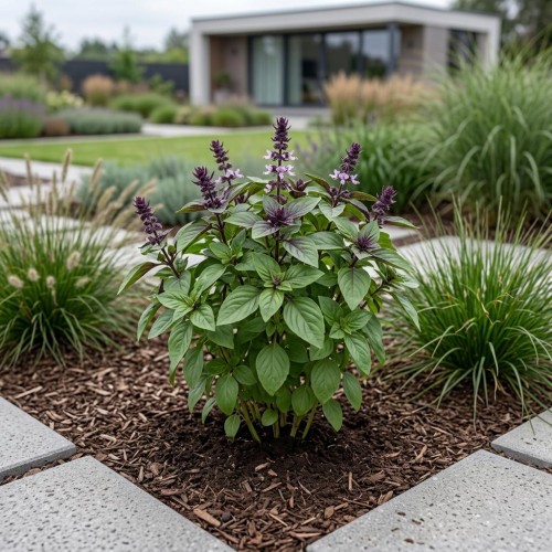 Bazylia właściwa (Ocimum basilicum)