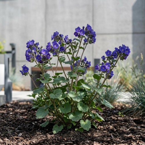 Facelia dzwonkowata (Phacelia campanularia)