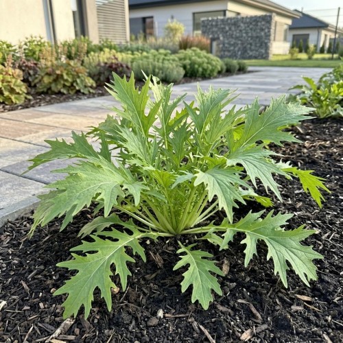 Mizuna zielona (Brassica rapa var. nipposinica)