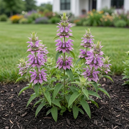 Monarda, Pysznogłówka cytrynowa (Monarda citriodora)