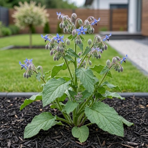 Ogórecznik lekarski (Borago officinalis)