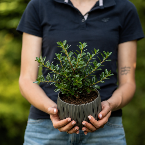 ilex