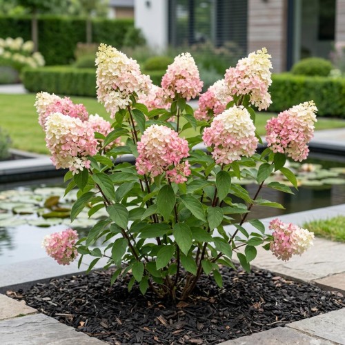Hortensja bukietowa Living Little Rosy
