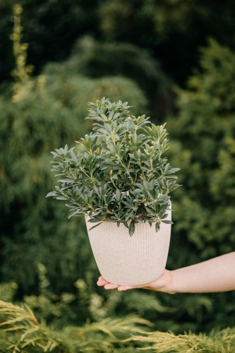 pieris-japoński-Pieris-japonica-zielonapara-zielona-para-sadzonka-.jpg