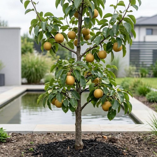 Grusza azjatycka 'Shinseiki'