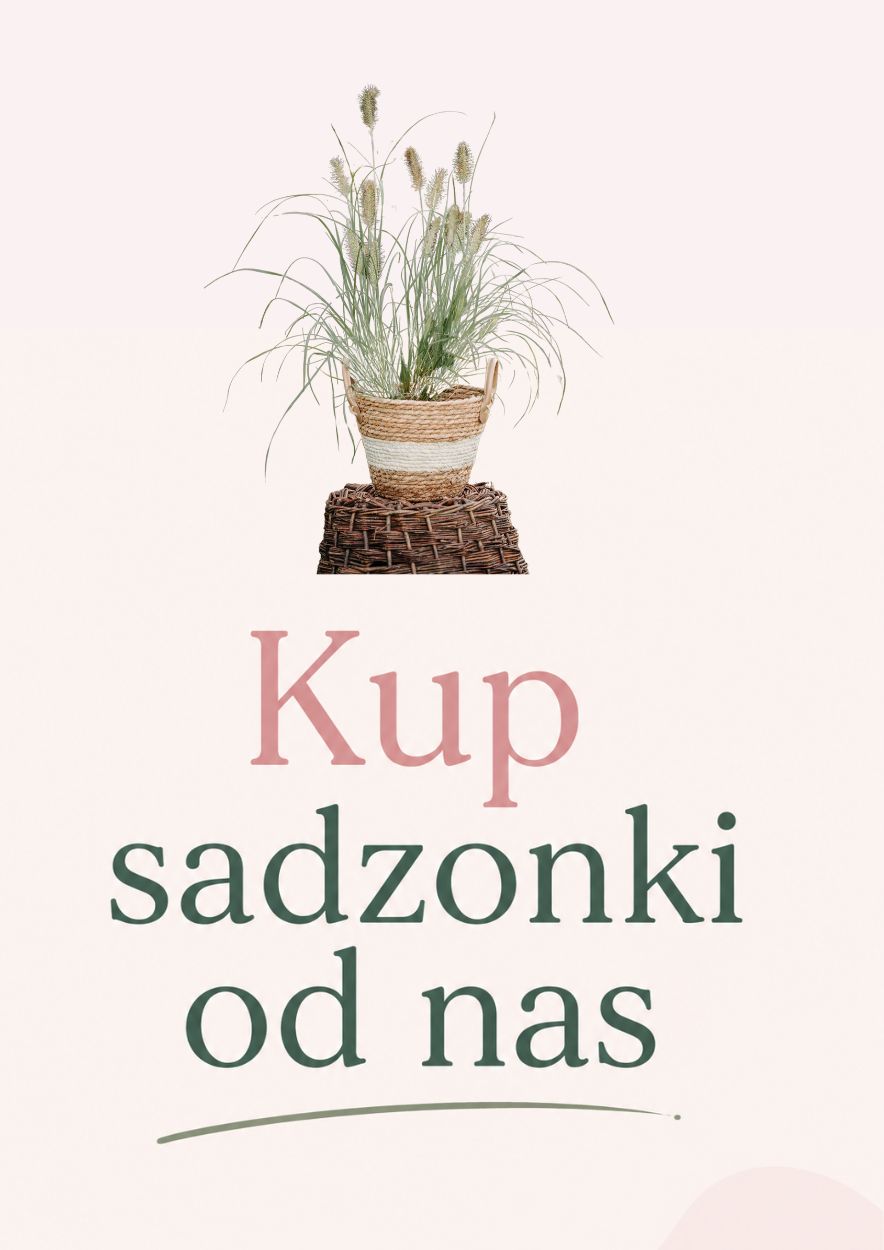 trawy sadzonki ozdobne
