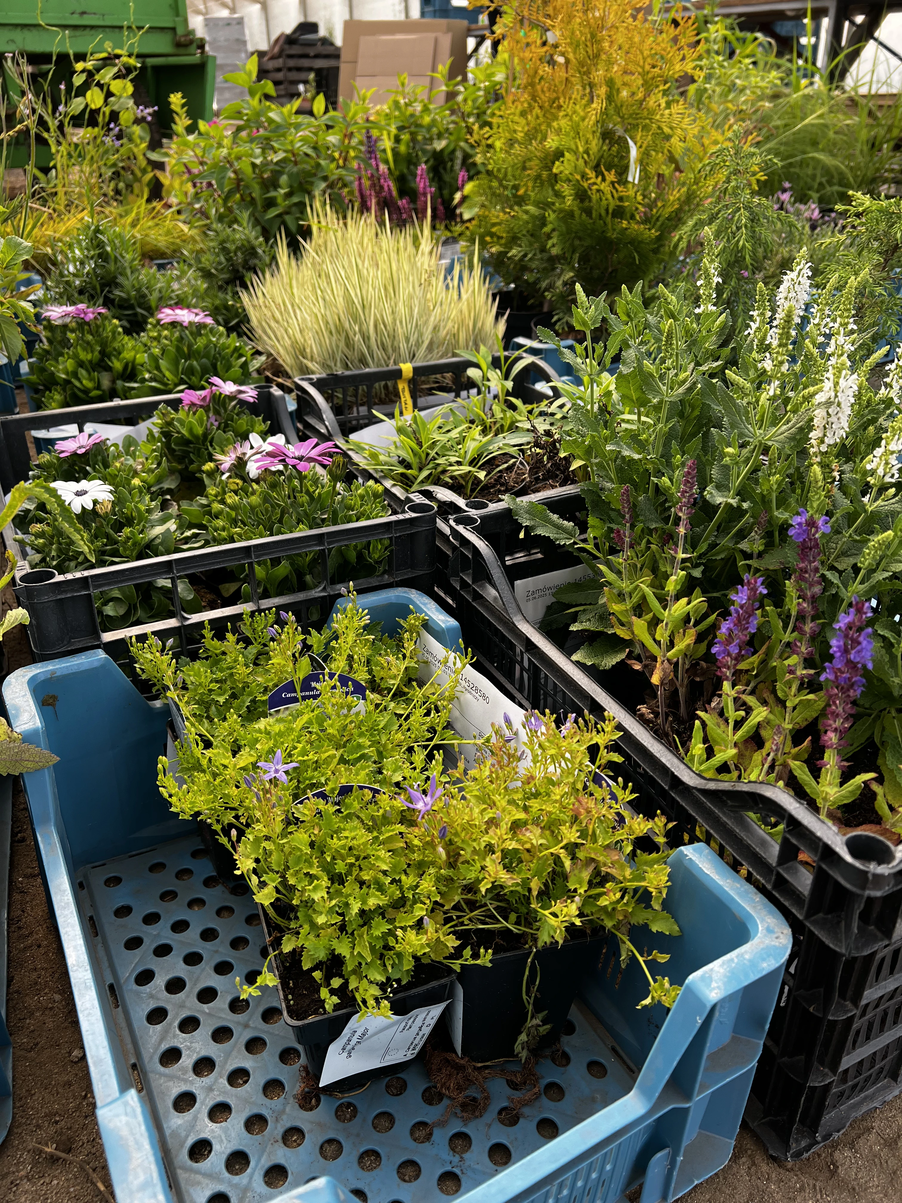 zielonapara... (12).webp