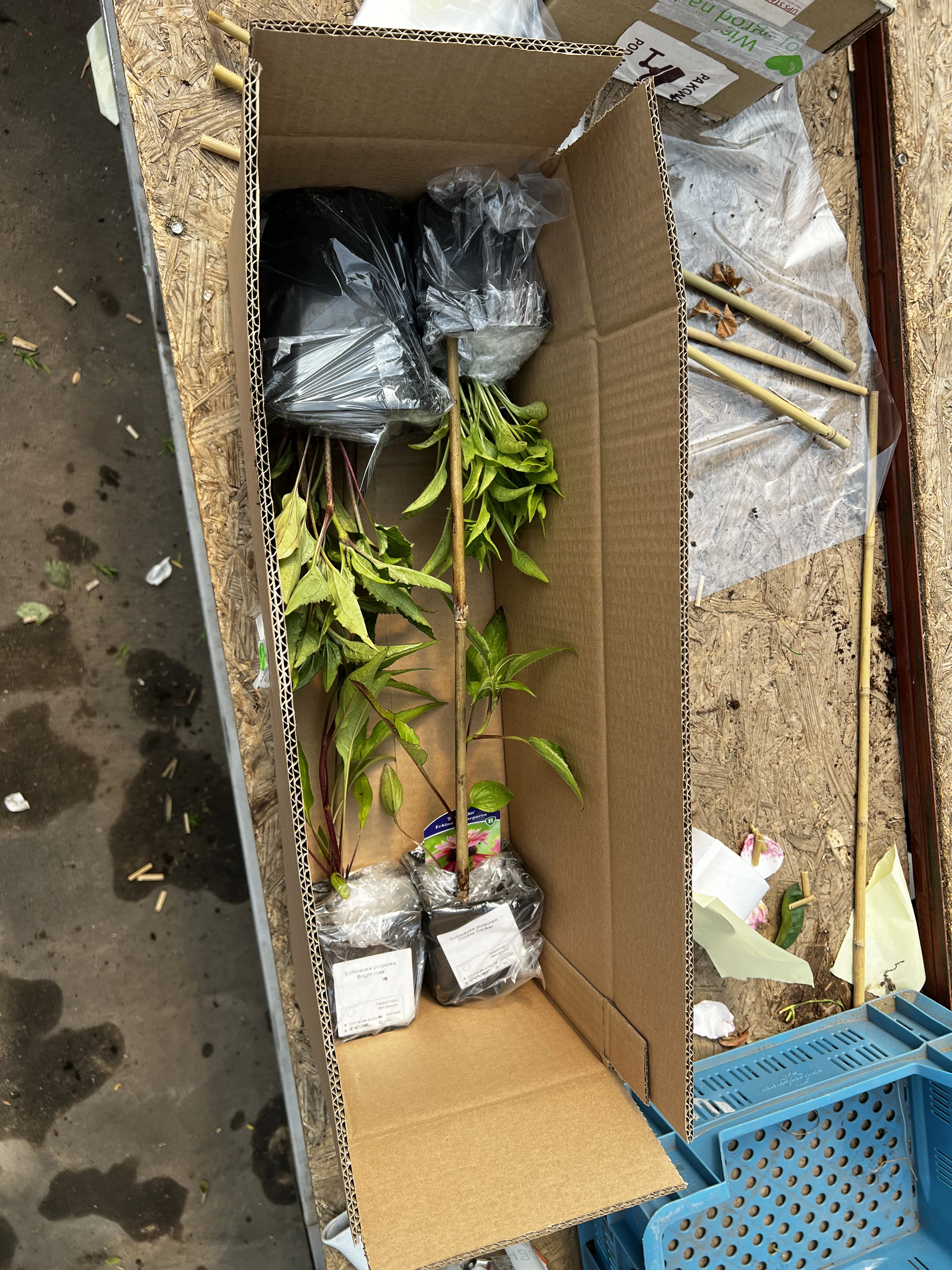 zielonapara... (2).webp