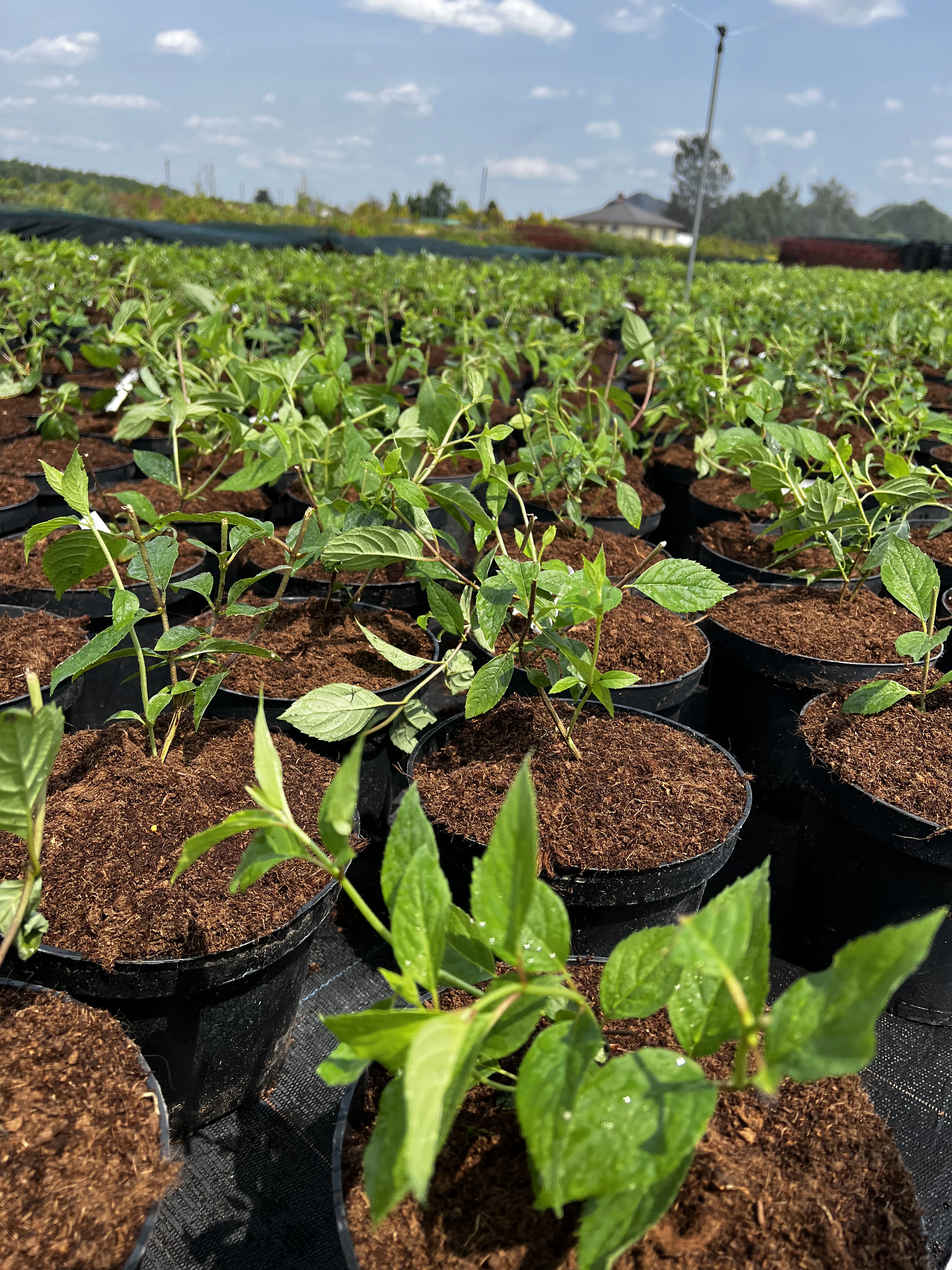 zielonapara... (3).webp