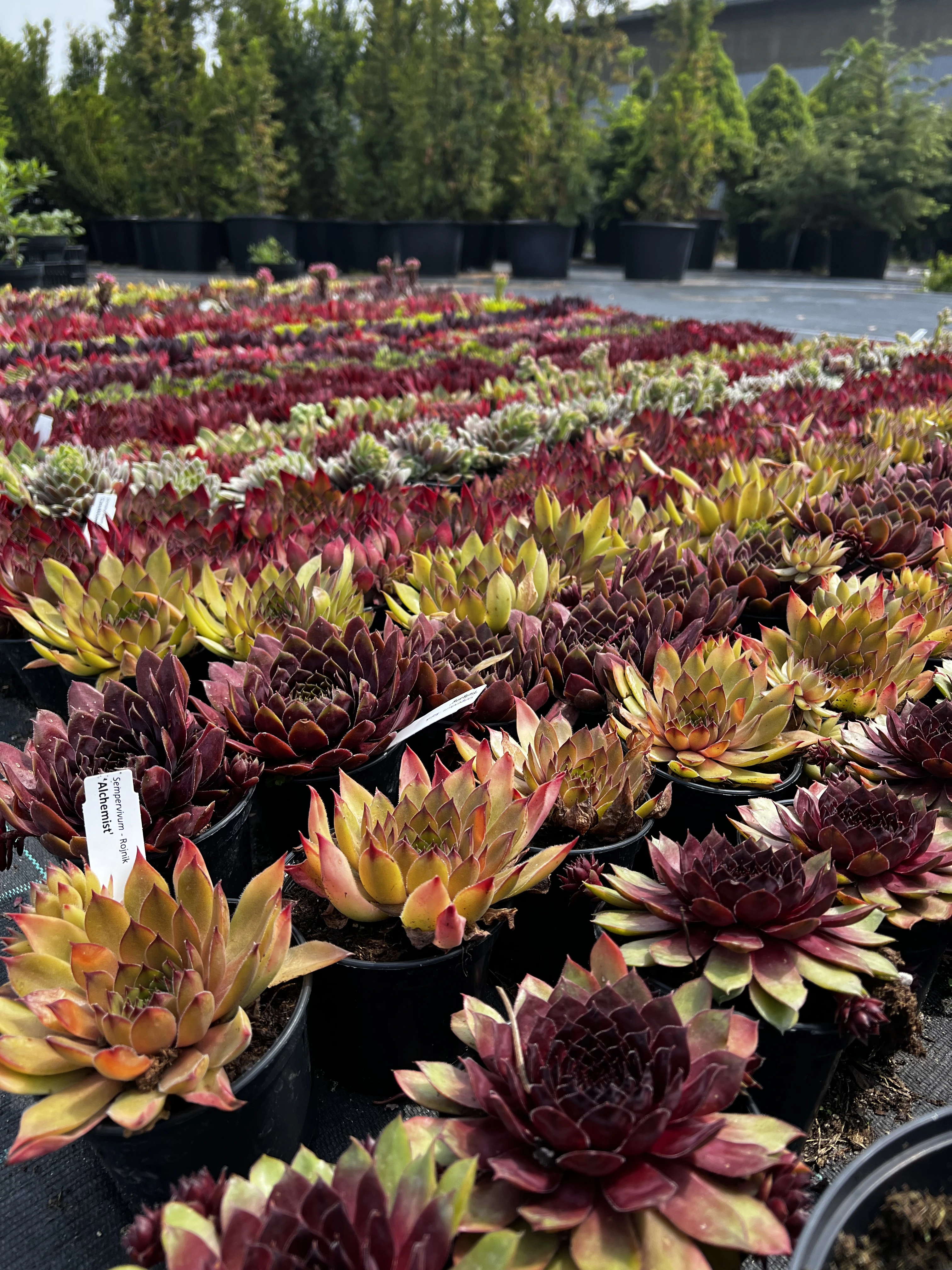 zielonapara... (4).webp