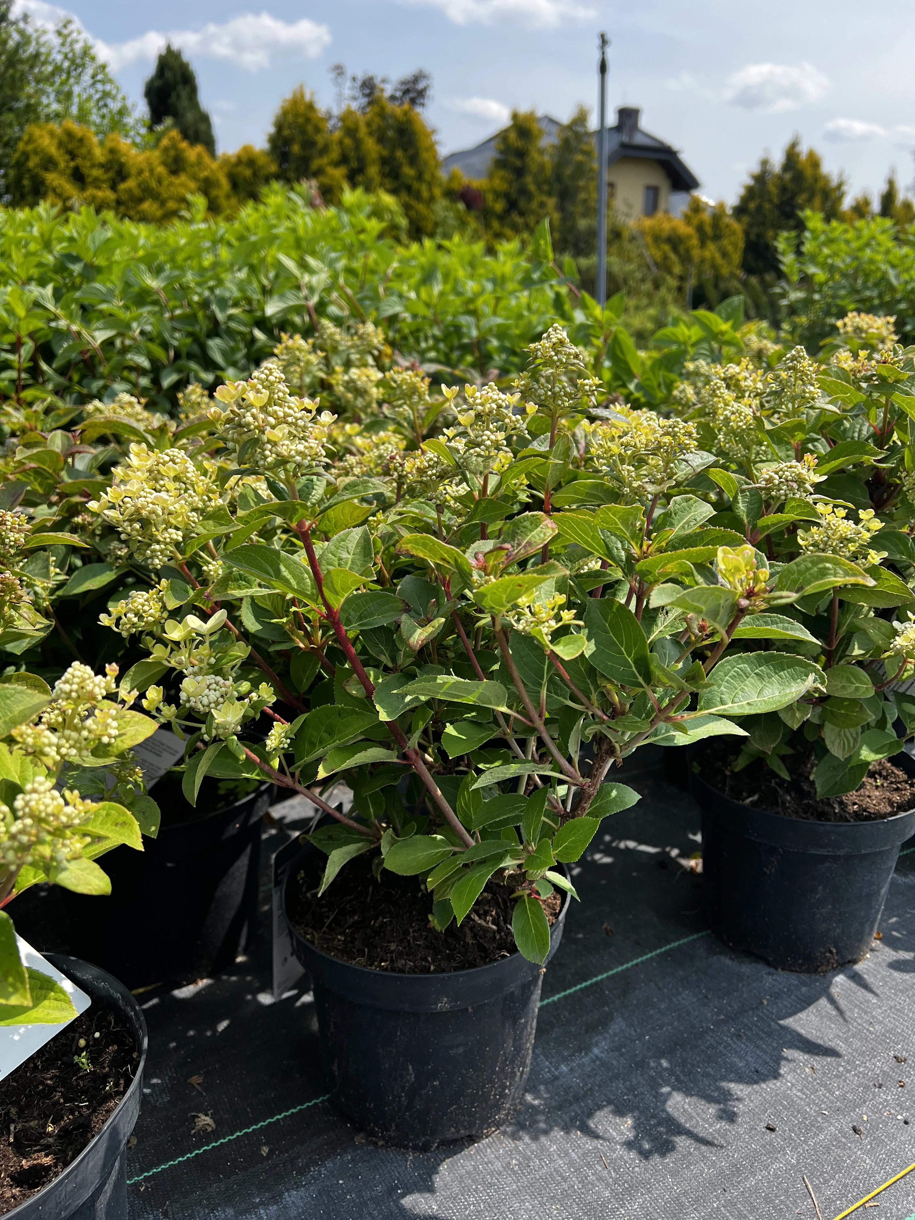 zielonapara... (5).webp