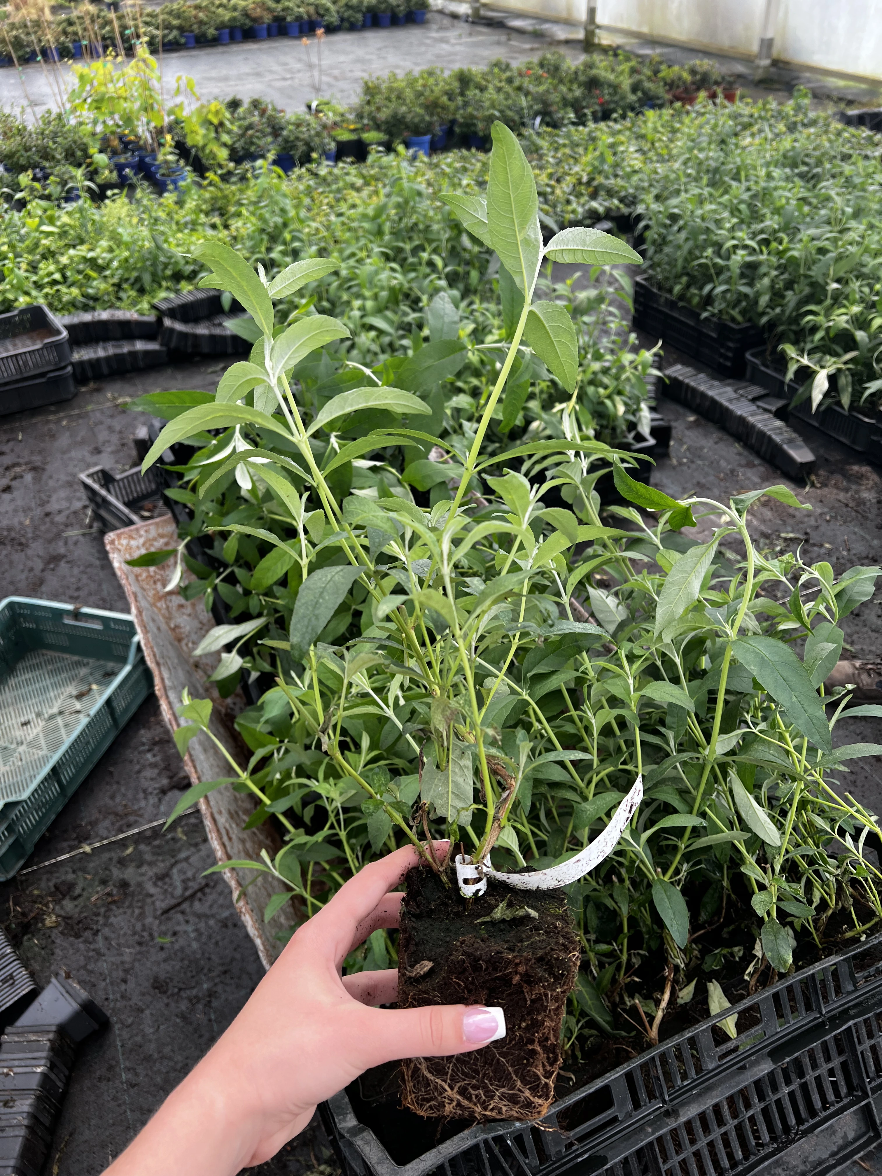 zielonapara... (6).webp