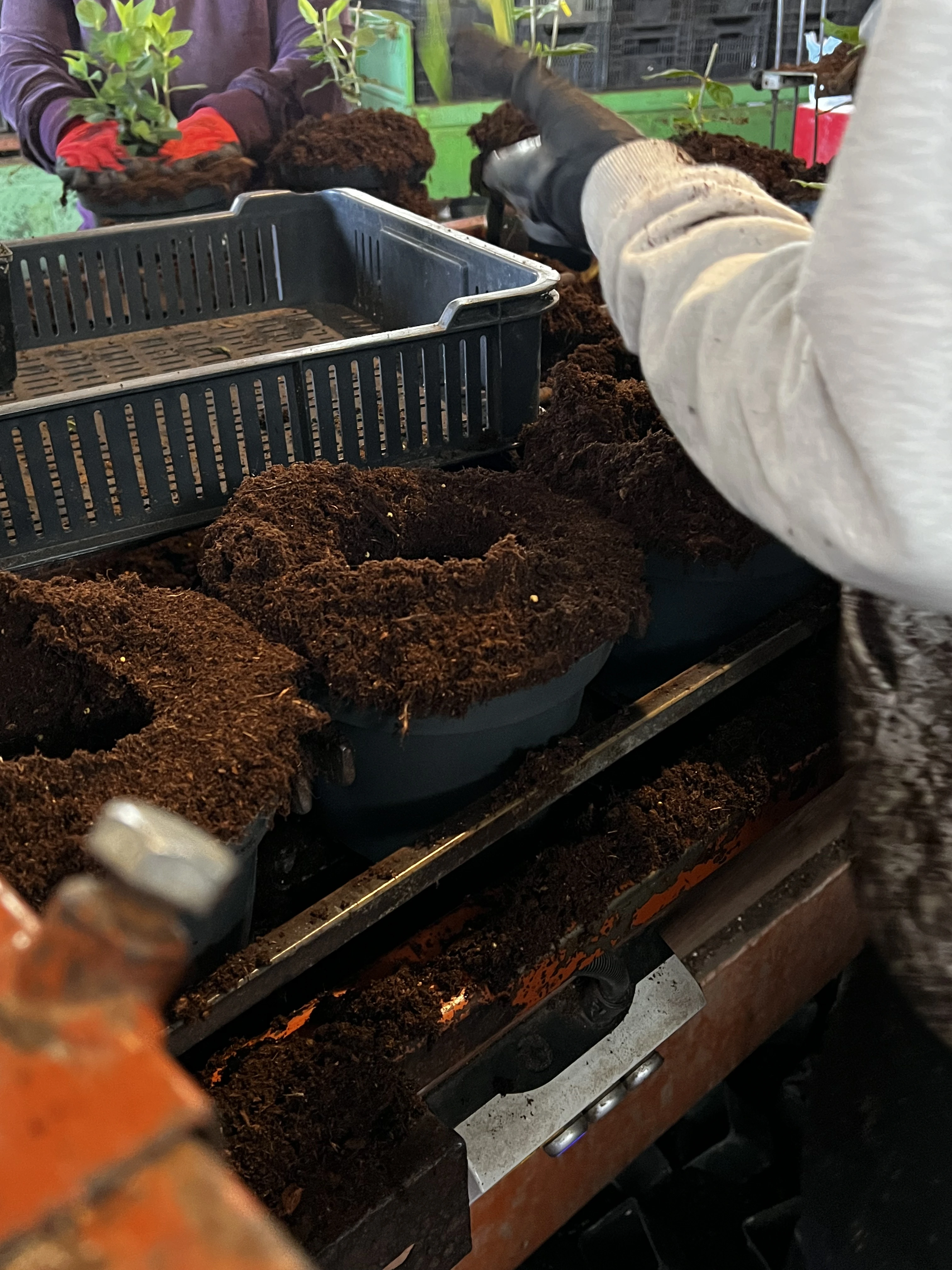 zielonapara... (9).webp