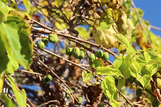 aktinidia zdrowe owoce