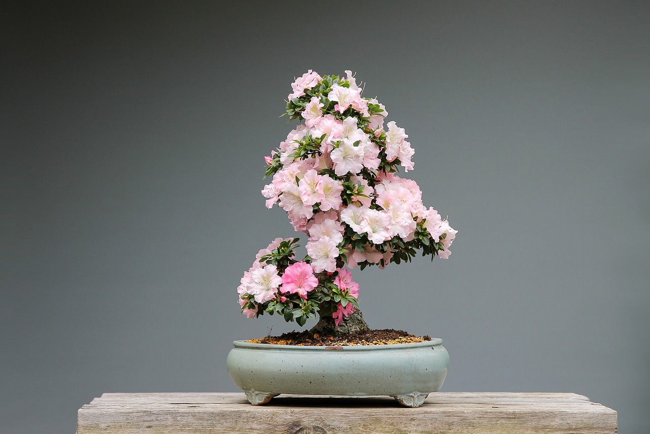 Bonsai z azalii nie jest popularnych rozwiązaniem