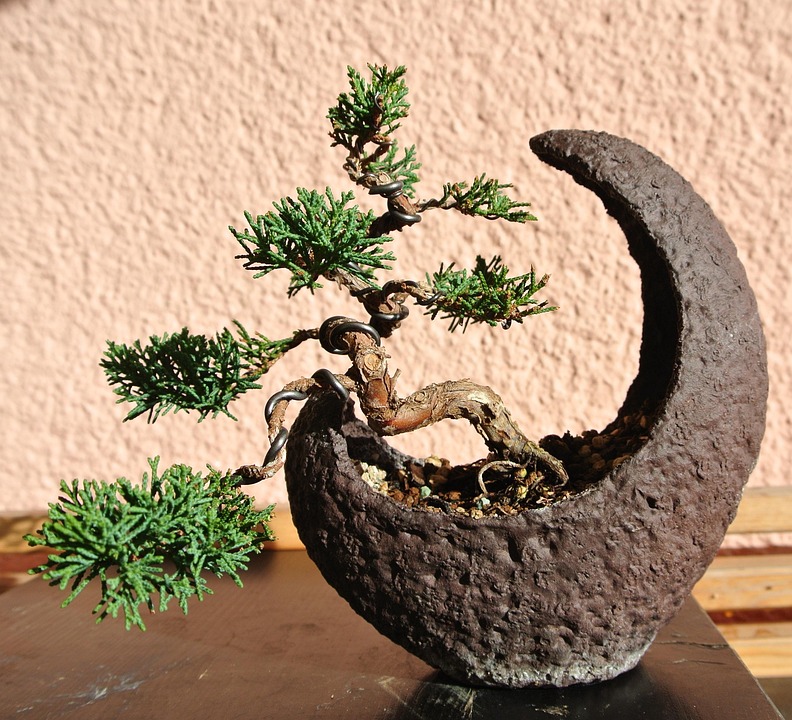 Bonsai w ceramicznej donicy