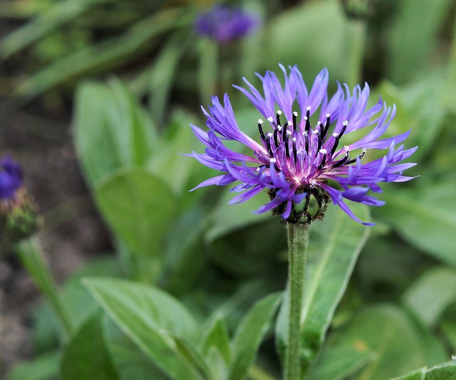 chaber blatwaek niebieskie kwiaty