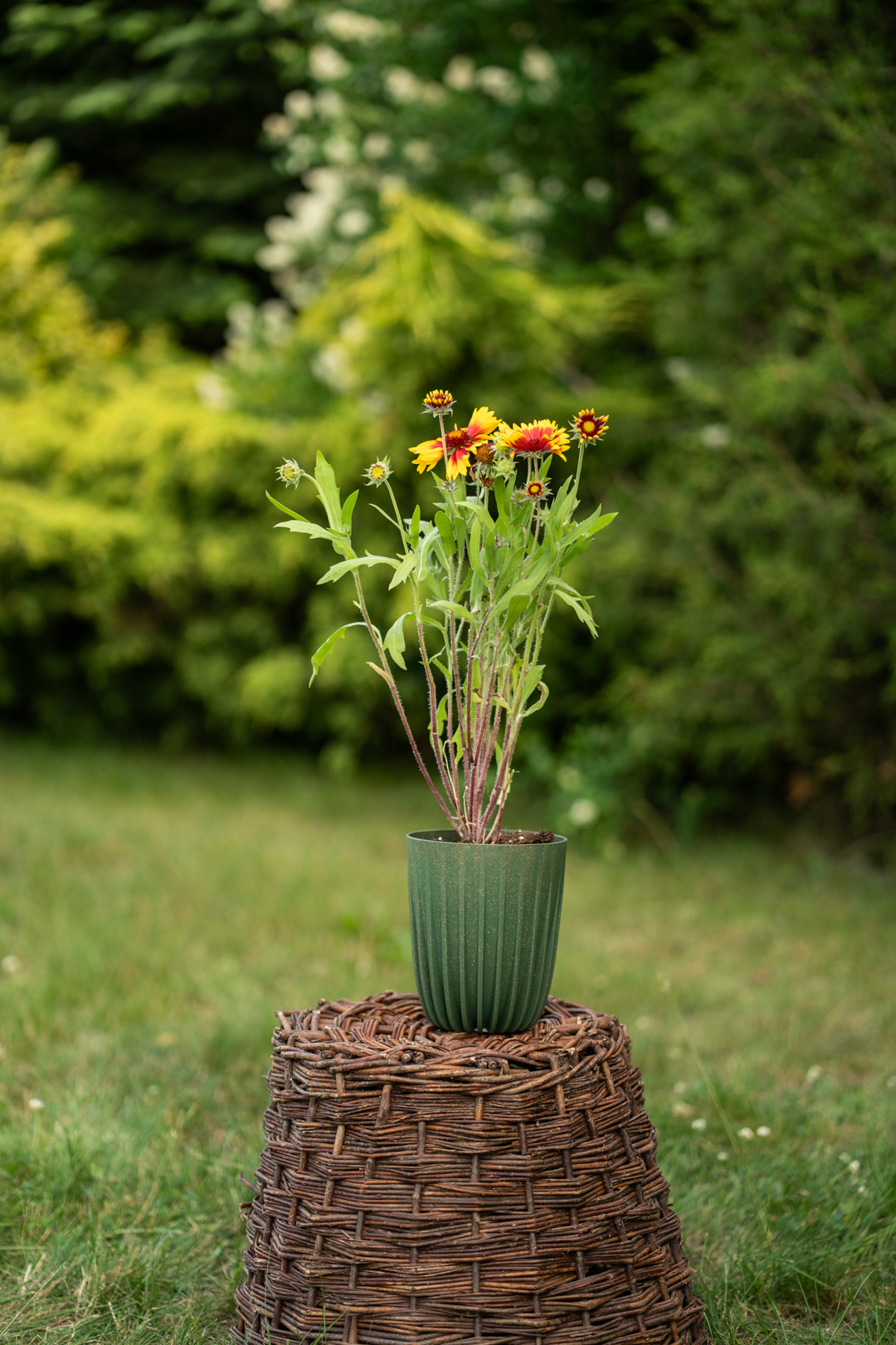 Rudbekia gailardia jeżówka