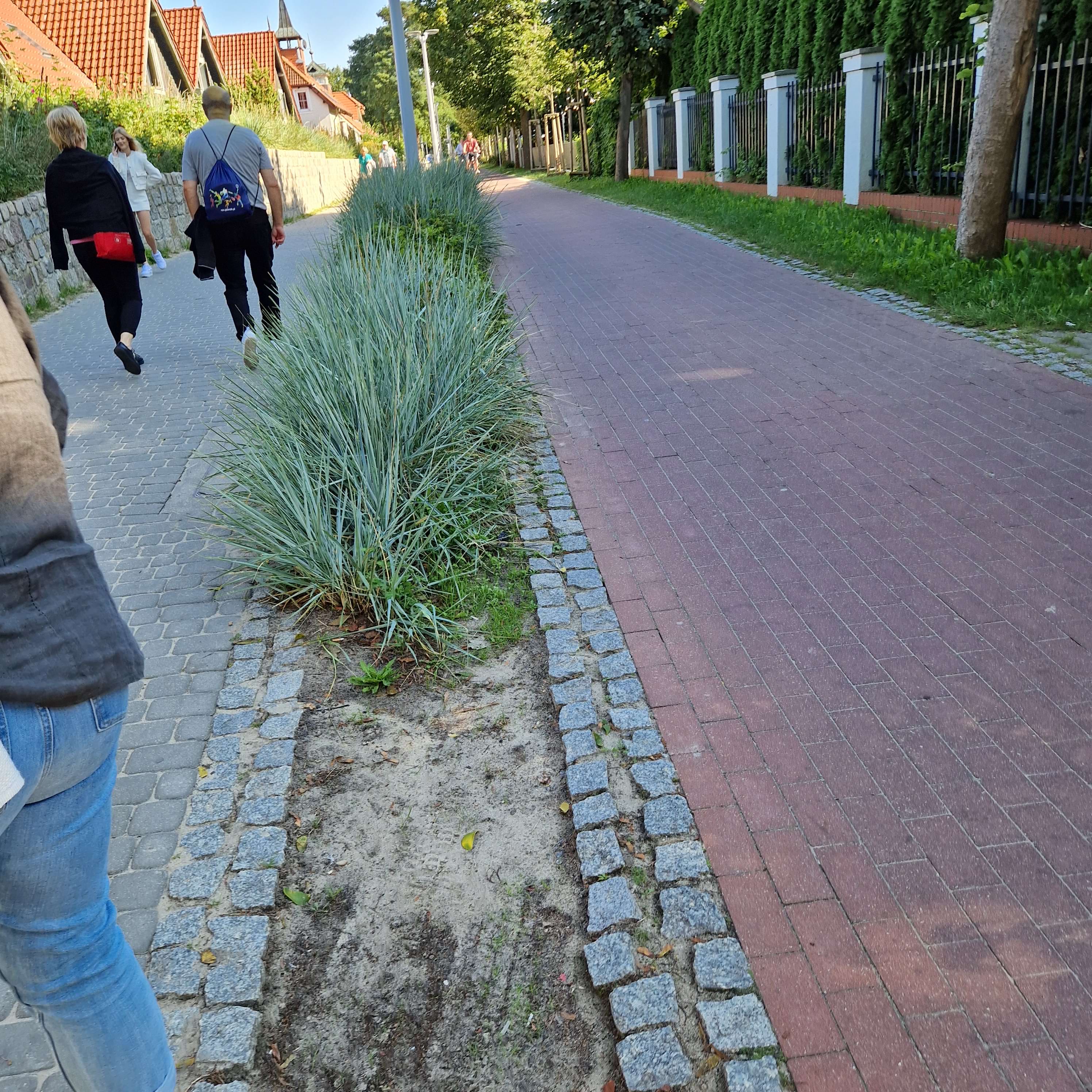 sopot trawya wydmuchrzyca piaskowa 