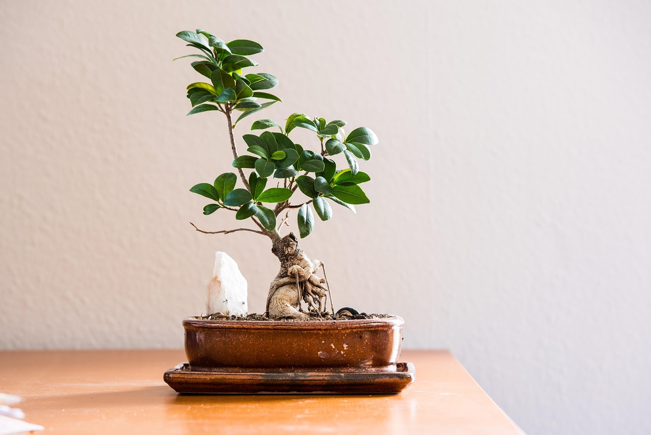 Bonsai w małych doniczkach to coraz częstszy widok w domach