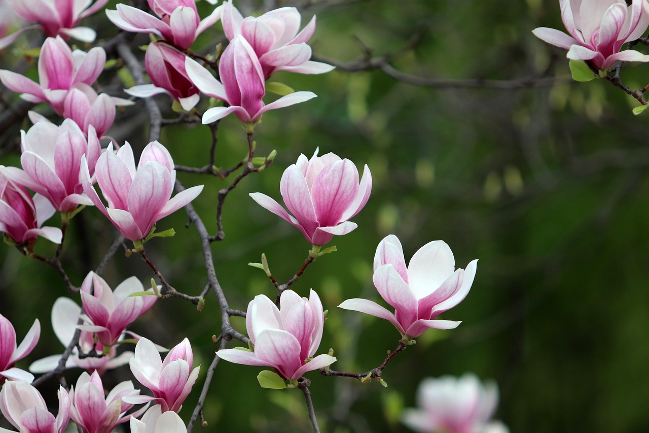 Magnolia - eleganckie i duże drzewo