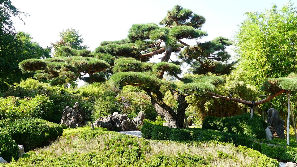 nivaki - outdorowa wersja bonsai