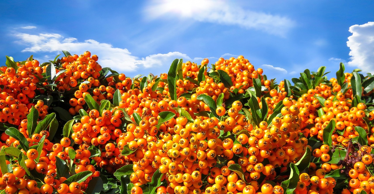 Ognik ma kolce - uważaj na nie