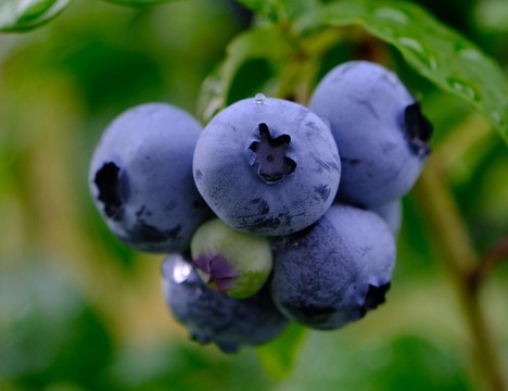 Owoce borówki amerykańskiej są bogate w witaminy